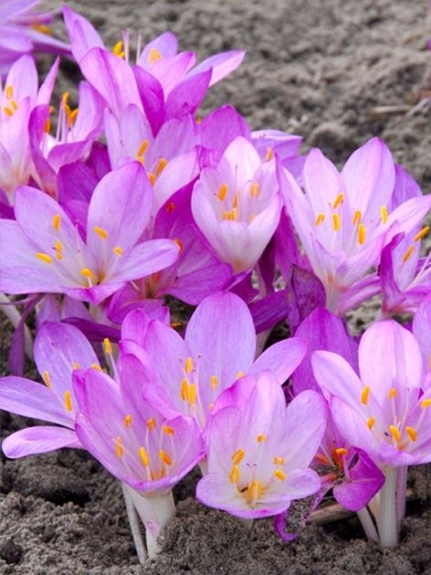 Herbstzeitlose Colchicum cilicicum purpureum