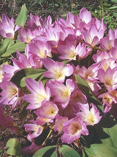 Herbstzeitlose Colchicum speciosum