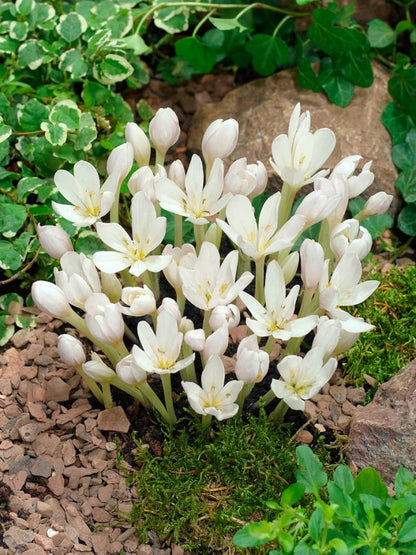 Colchicum 'Album Autumnale' - Herbstzeitlose