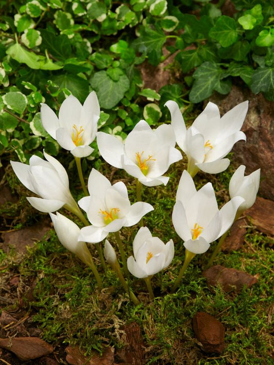Herbstzeitlose Colchicum speciosum album
