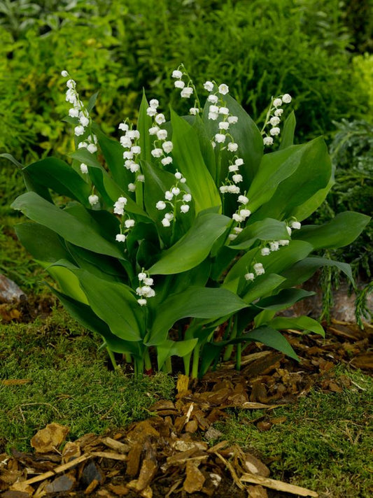 Maiglöckchen Convallaria majalis