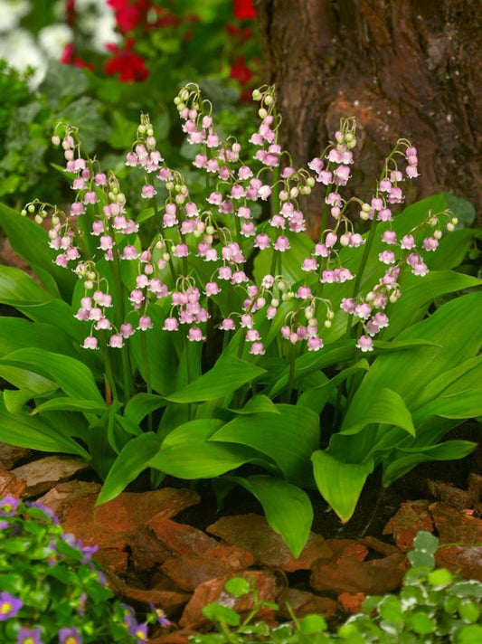 Maiglöckchen Convallaria majalis rosea
