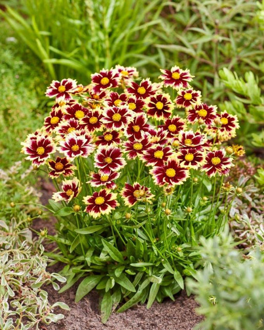 Stauden Coreopsis solar fancy