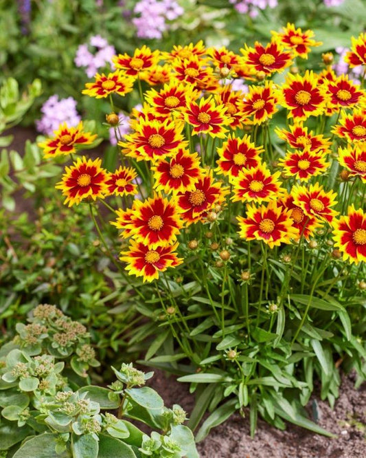 Stauden Coreopsis solar jewel
