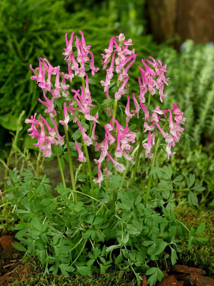 Corydalis solida Beth Evans' - 25 Stück