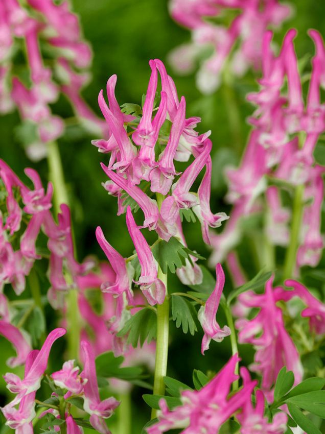 Corydalis Corydalis solida beth evans