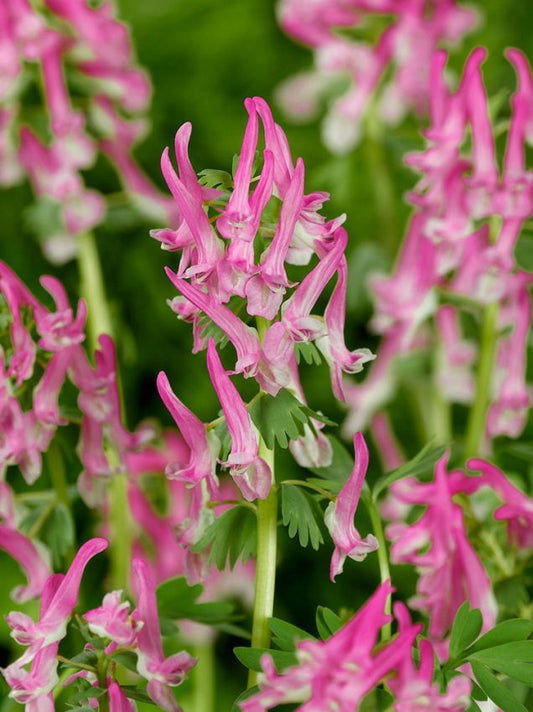 Corydalis Corydalis solida beth evans