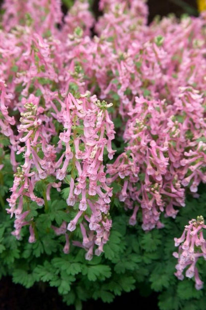 Corydalis solida Beth Evans' - 25 Stück