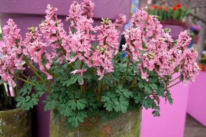 Corydalis solida Beth Evans' - 25 Stück