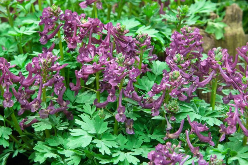 Corydalis solida Purple Bird' - 20 Stück