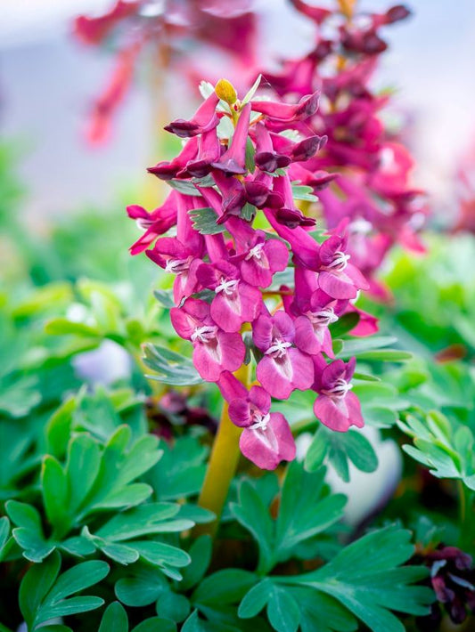 Corydalis Corydalis solida purple bird