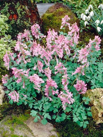 Corydalis solida Beth Evans' - 25 Stück