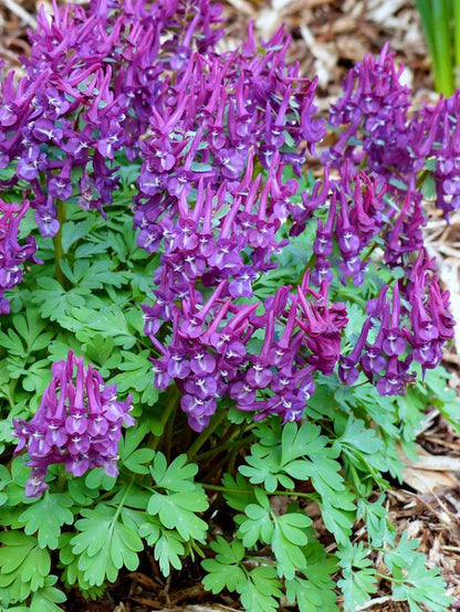 Corydalis solida Purple Bird' - 20 Stück