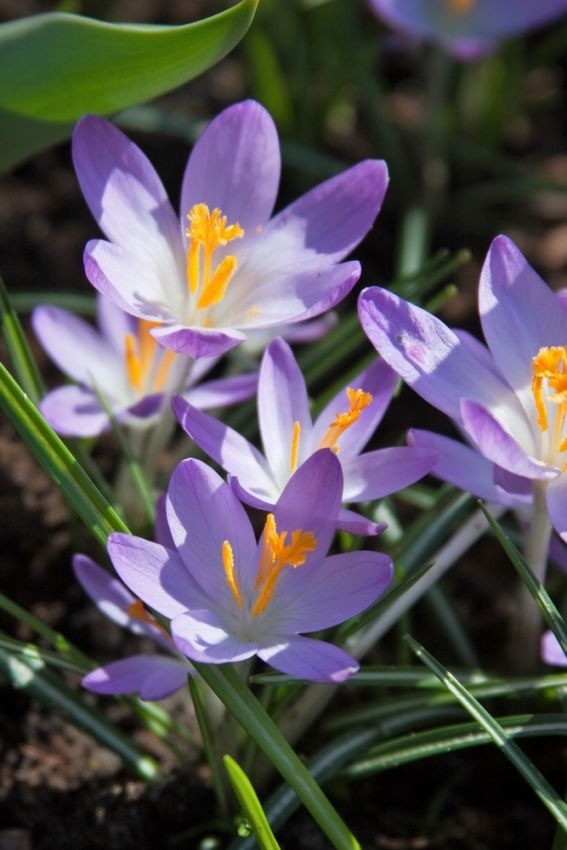Crocus 'Barr's Purple Tommasianus' - Krokus