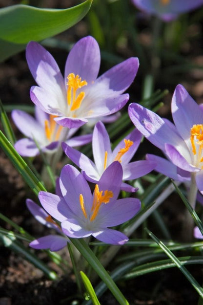 Crocus 'Barr's Purple Tommasianus' - Krokus