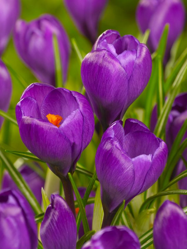 Krokus Flower record grossblumig