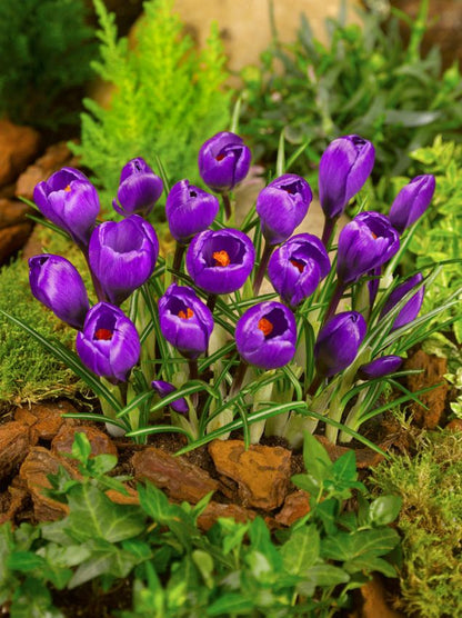 Crocus 'Flower Record Grossblumig' - Krokus