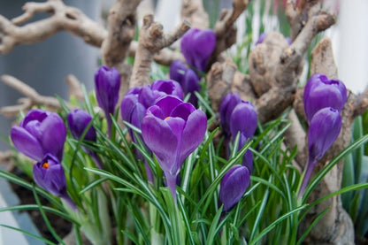 Crocus 'Flower Record Grossblumig' - Krokus