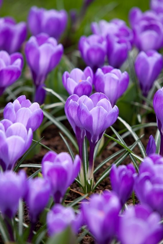 Crocus 'Flower Record Grossblumig' - Krokus