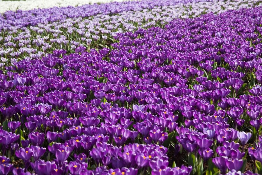 Crocus 'Flower Record Grossblumig' - Krokus
