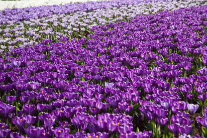 Crocus 'Flower Record Grossblumig' - Krokus