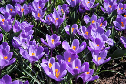Krokus 'Grand Maitre Grossblumig' - 100 Stück