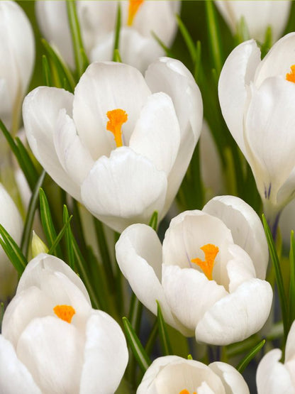 Krokus Jeanne d'arc grossblumig