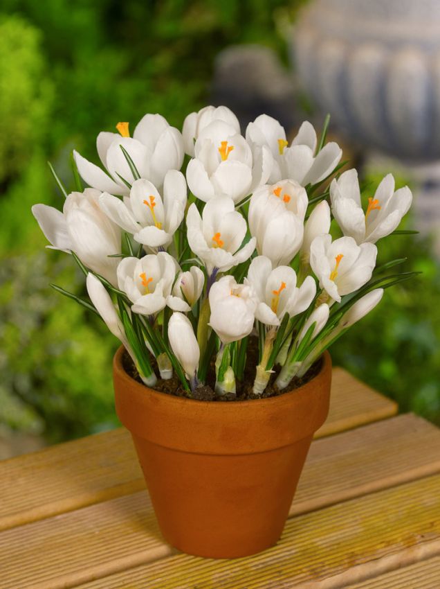 Krokus 'Jeanne D'Arc Grossblumig' - 100 Stück