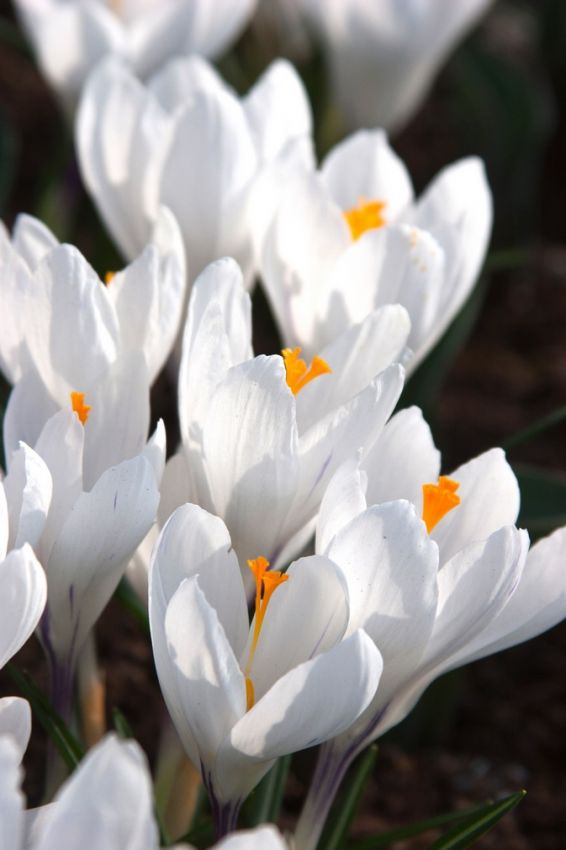 Krokus 'Jeanne D'Arc Grossblumig' - 100 Stück