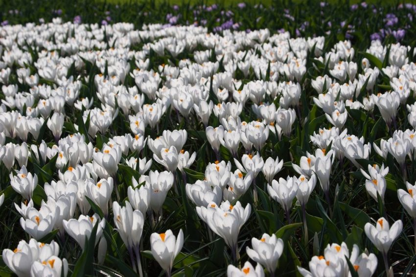 Krokus 'Jeanne D'Arc Grossblumig' - 100 Stück