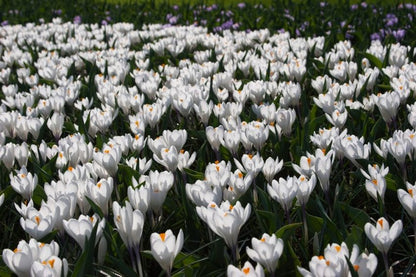 Krokus 'Jeanne D'Arc Grossblumig' - 100 Stück