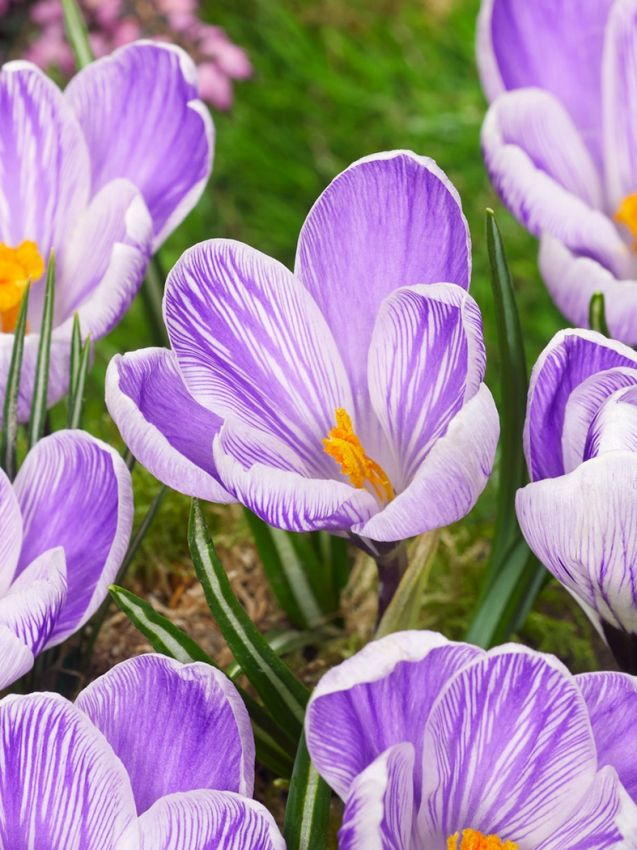 Krokus 'King Of The Striped Vernus' - 25 Stück