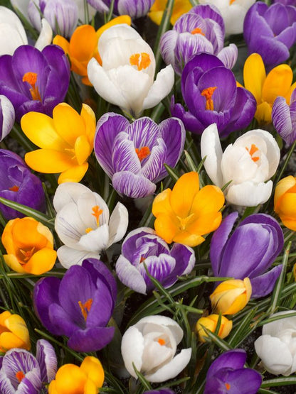 Crocus 'Grossblumige Mischung' - Krokus