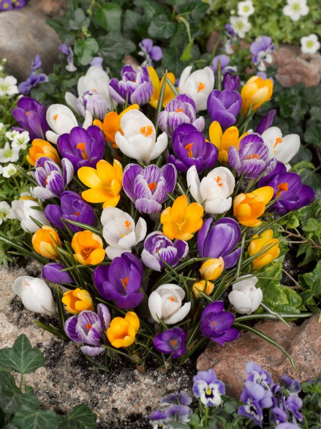 Krokus Grossblumige mischung