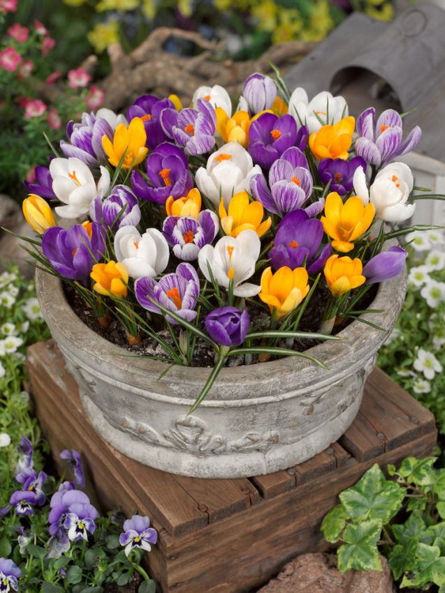 Crocus 'Grossblumige Mischung' - Krokus