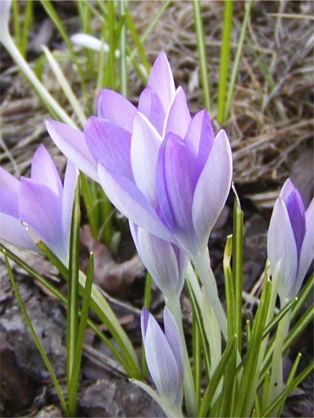 Krokus Lilac beauty tommasianus