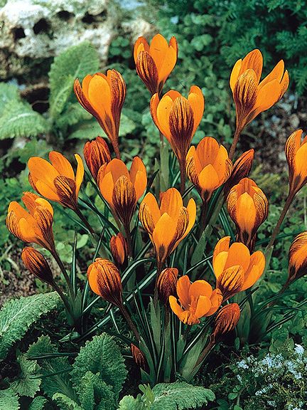Krokus Orange monarch