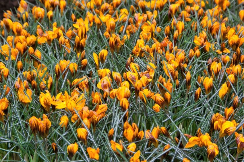 Krokus 'Orange Monarch' - 25 Stück