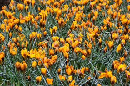 Krokus 'Orange Monarch' - 25 Stück