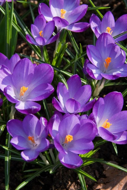 Krokus 'Ruby Giant Tommasianus' - 100 Stück