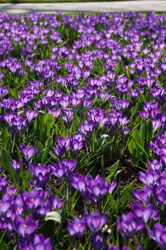 Krokus 'Ruby Giant Tommasianus' - 100 Stück