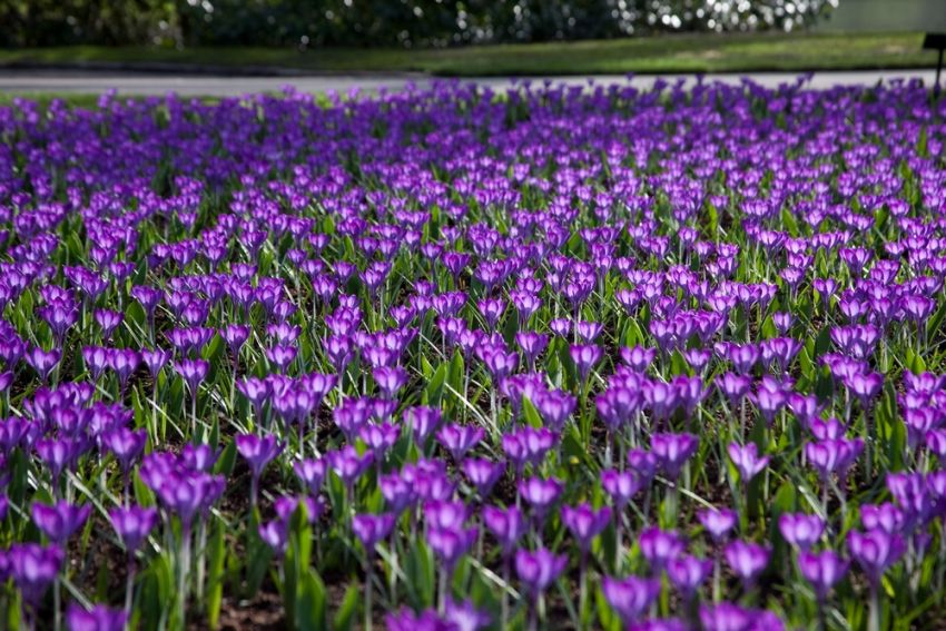 Krokus 'Ruby Giant Tommasianus' - 100 Stück
