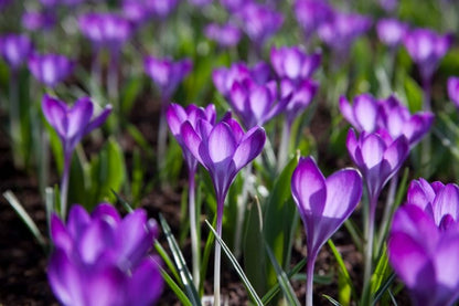 Krokus 'Ruby Giant Tommasianus' - 100 Stück