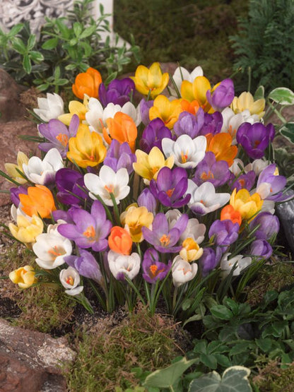 Narcissus 'Specie Mischung' - Narzisse