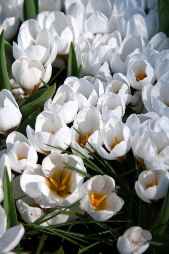 Crocus 'Ard Schenk Chrysanthus' - Krokus