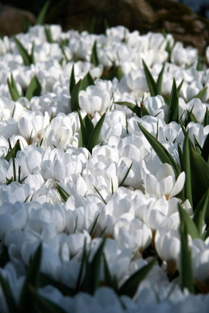 Crocus 'Ard Schenk Chrysanthus' - Krokus
