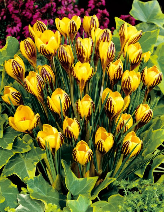 Krokus Gipsy girl chrysanthus
