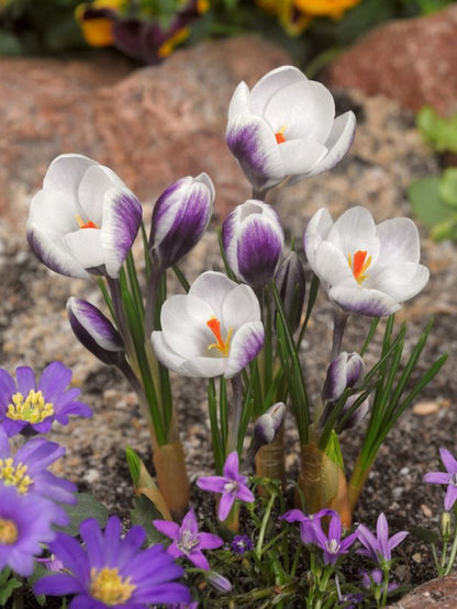 Crocus 'Lady Killer Chrysanthus' - Krokus