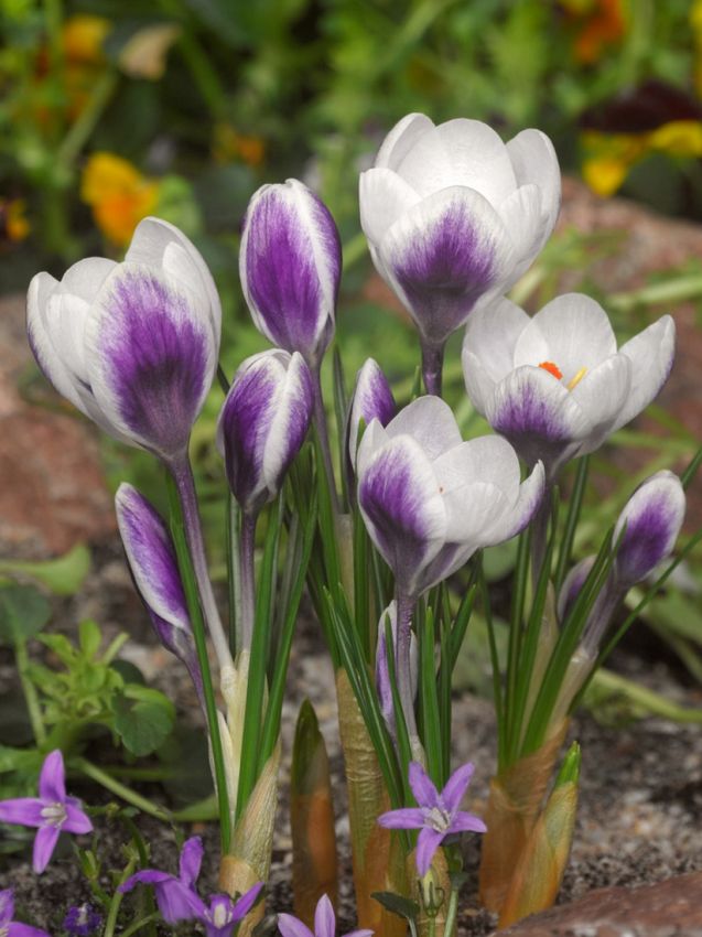 Crocus 'Lady Killer Chrysanthus' - Krokus