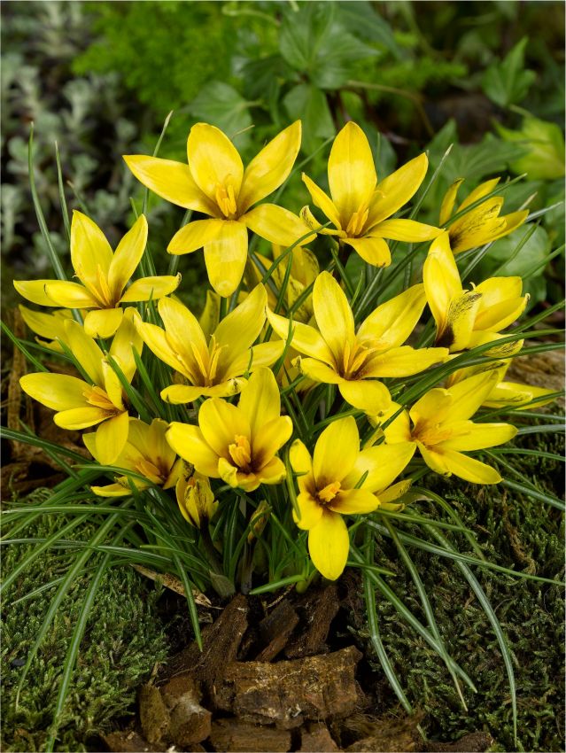 Krokus Korolkowii